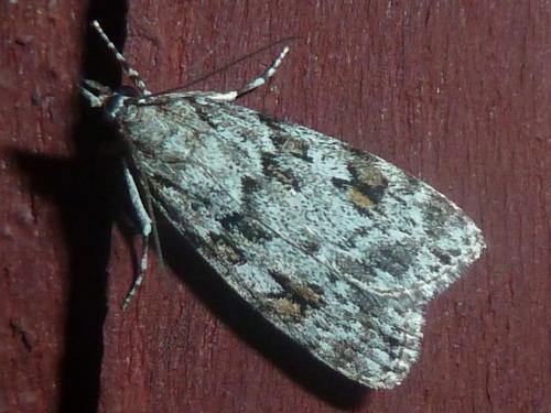 Réf. 185 293 : Scoparia sp.